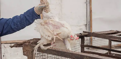 “The Hidden Cost: Uncovering the Economic and Environmental Toll of Factory Farming”